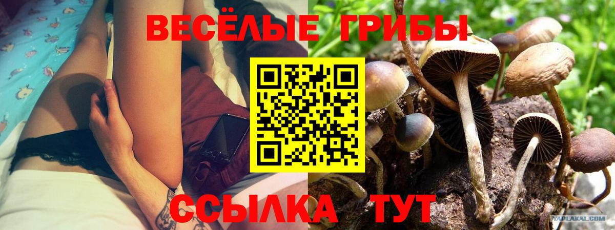 хочу наркоту  Псилоцибиновые грибы прущие грибы  Вход с VPN  Псилоцибиновые грибы ЛСД  Строитель 